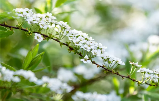 Spiraea x arguta
