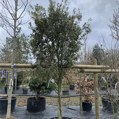 Schirmform 24-8041 - Stein-Eiche - Quercus ilex - Collection