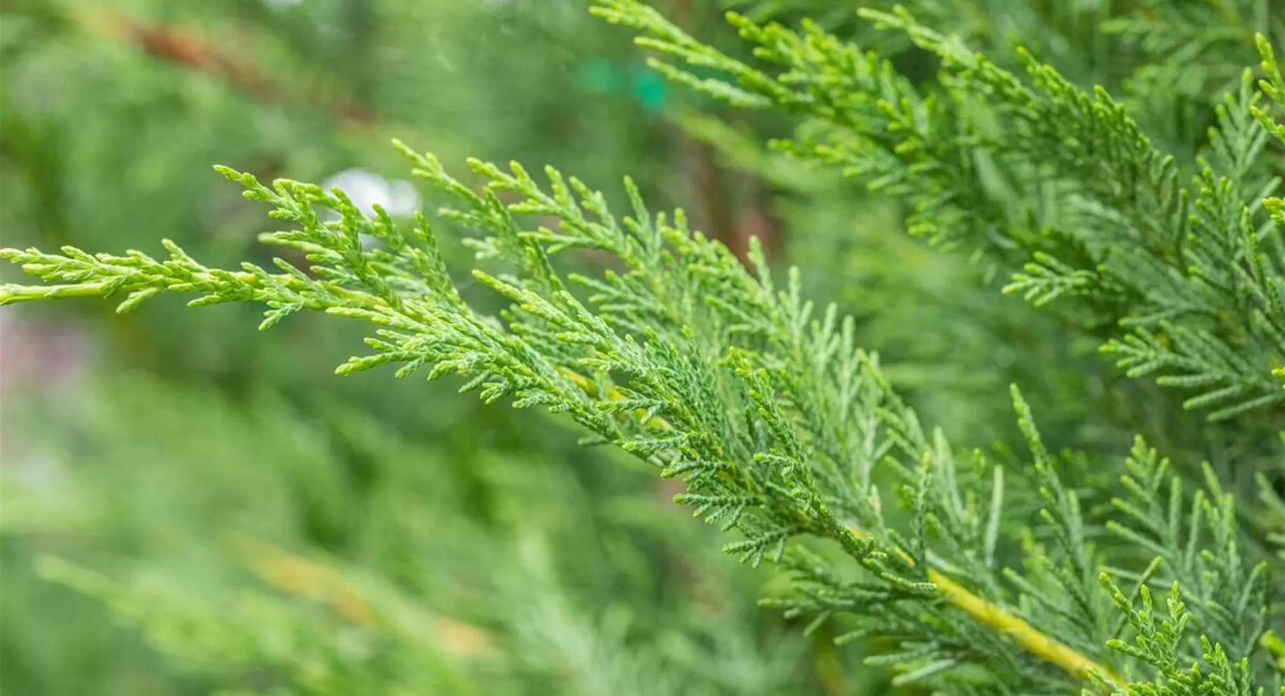 Leyland-Zypresse als schnellwachsende Hecke