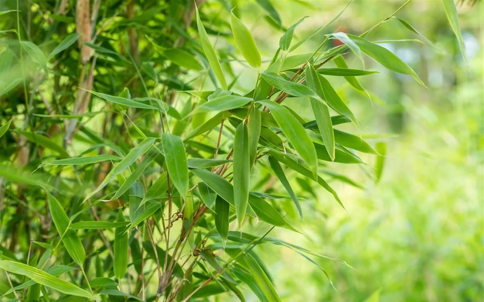 Gartenbambus als schnellwachsende Heckenpflanze