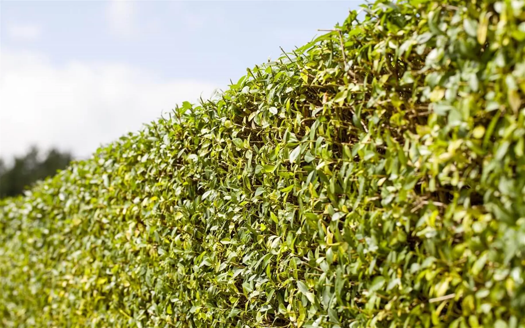 Schwarzgrüne Liguster als wintergrüne Hecke