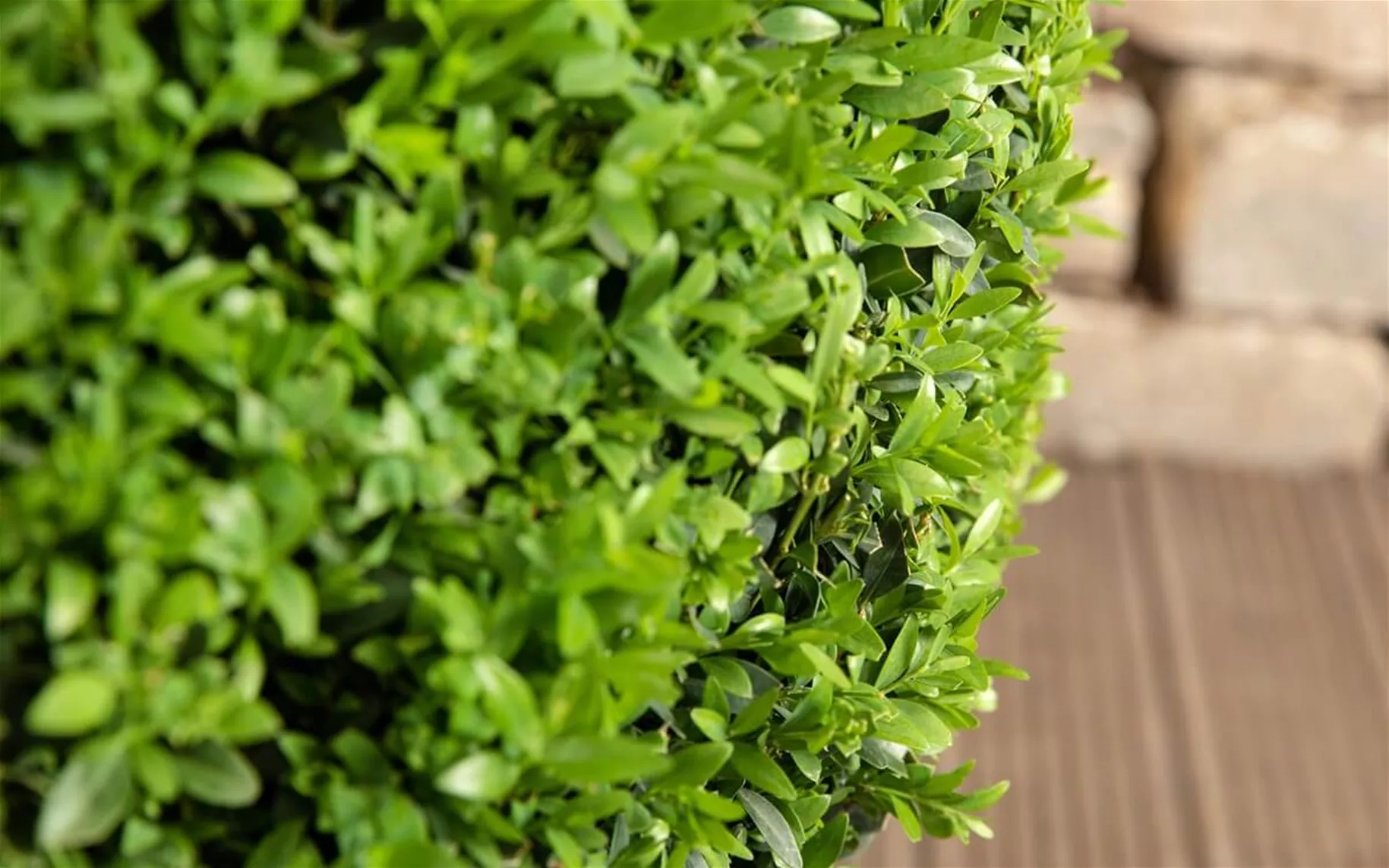 Ovalblättrige Liguster als wintergrüne Heckenpflanze