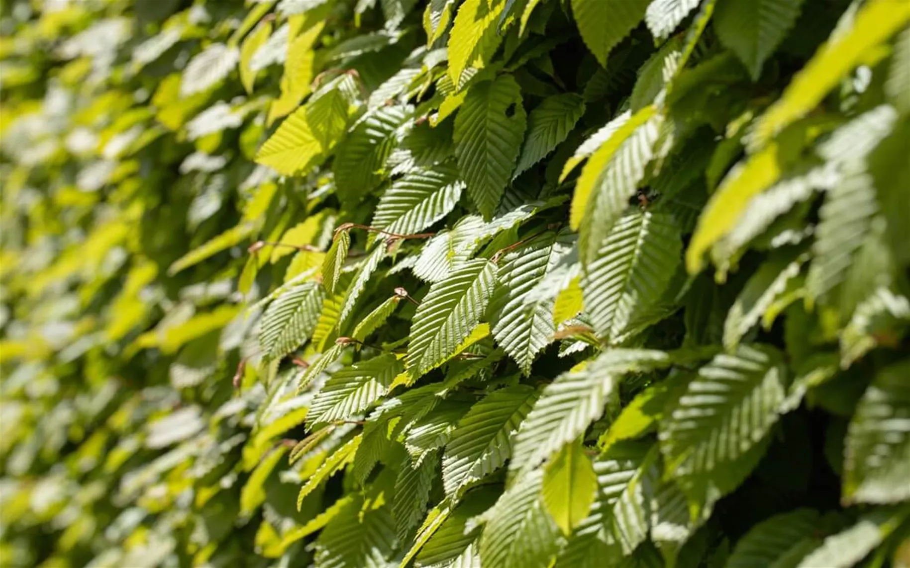 Hainbuche als dichte und schnellwachsende Hecke