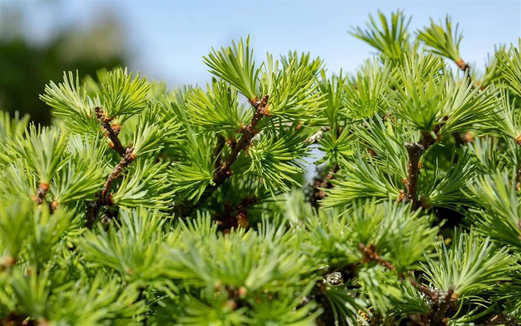 Europäische Lärche als Hecke