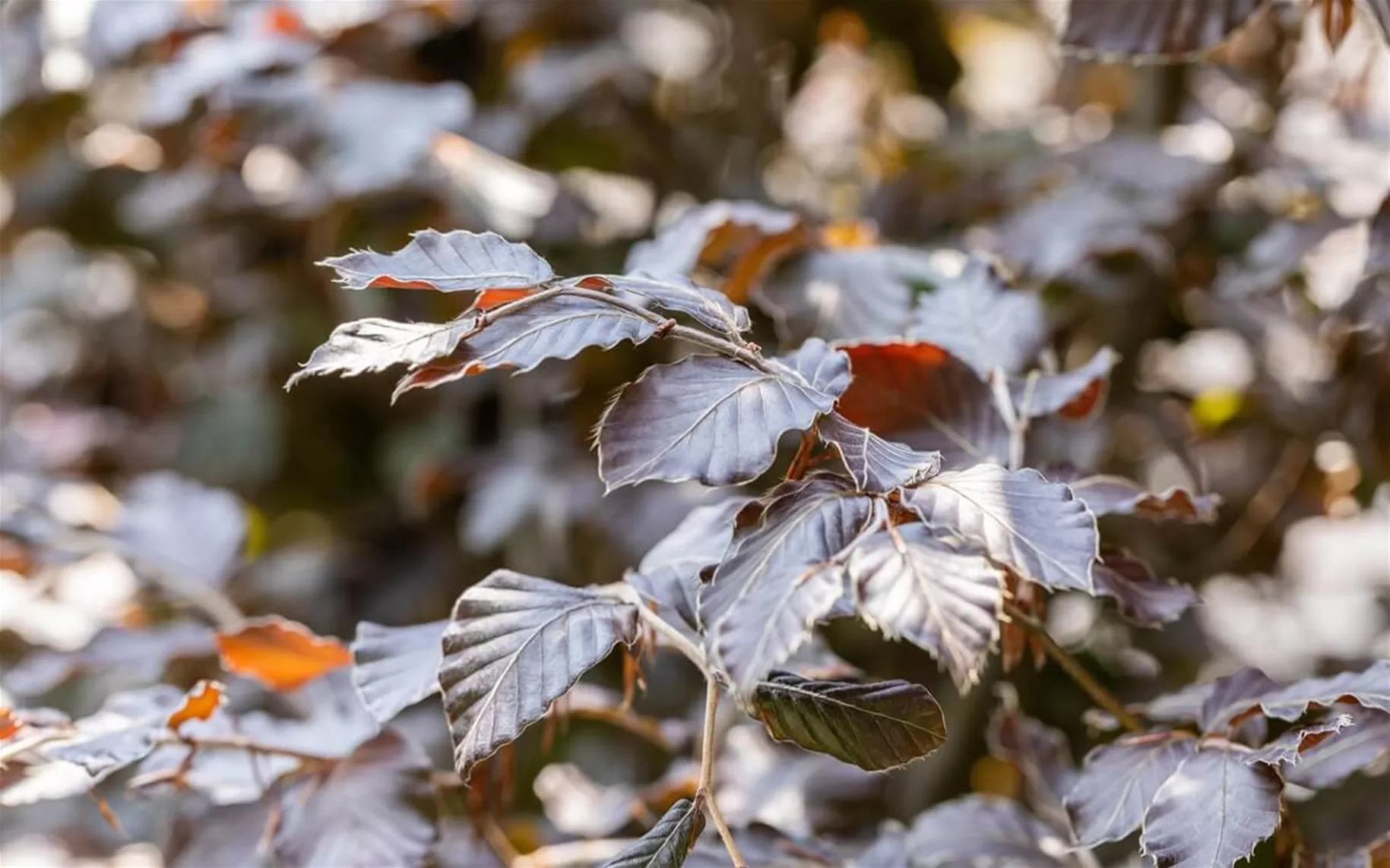 Blutbuche als Hecke
