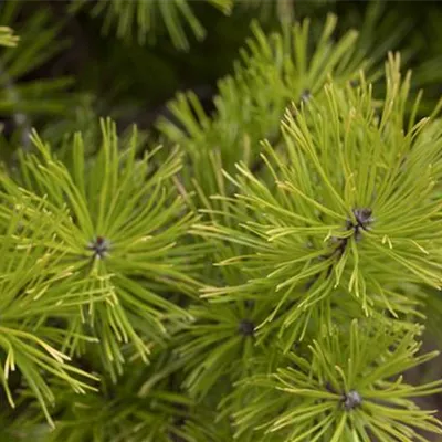 Container 70 - 80 - Drehkiefer - Pinus contorta