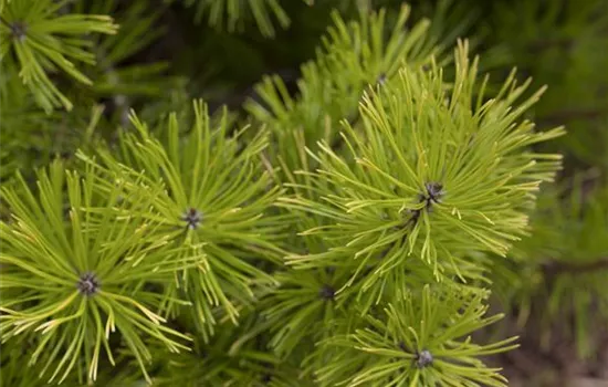 Pinus contorta