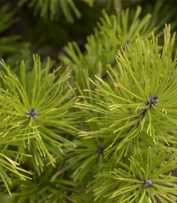 Pinus contorta