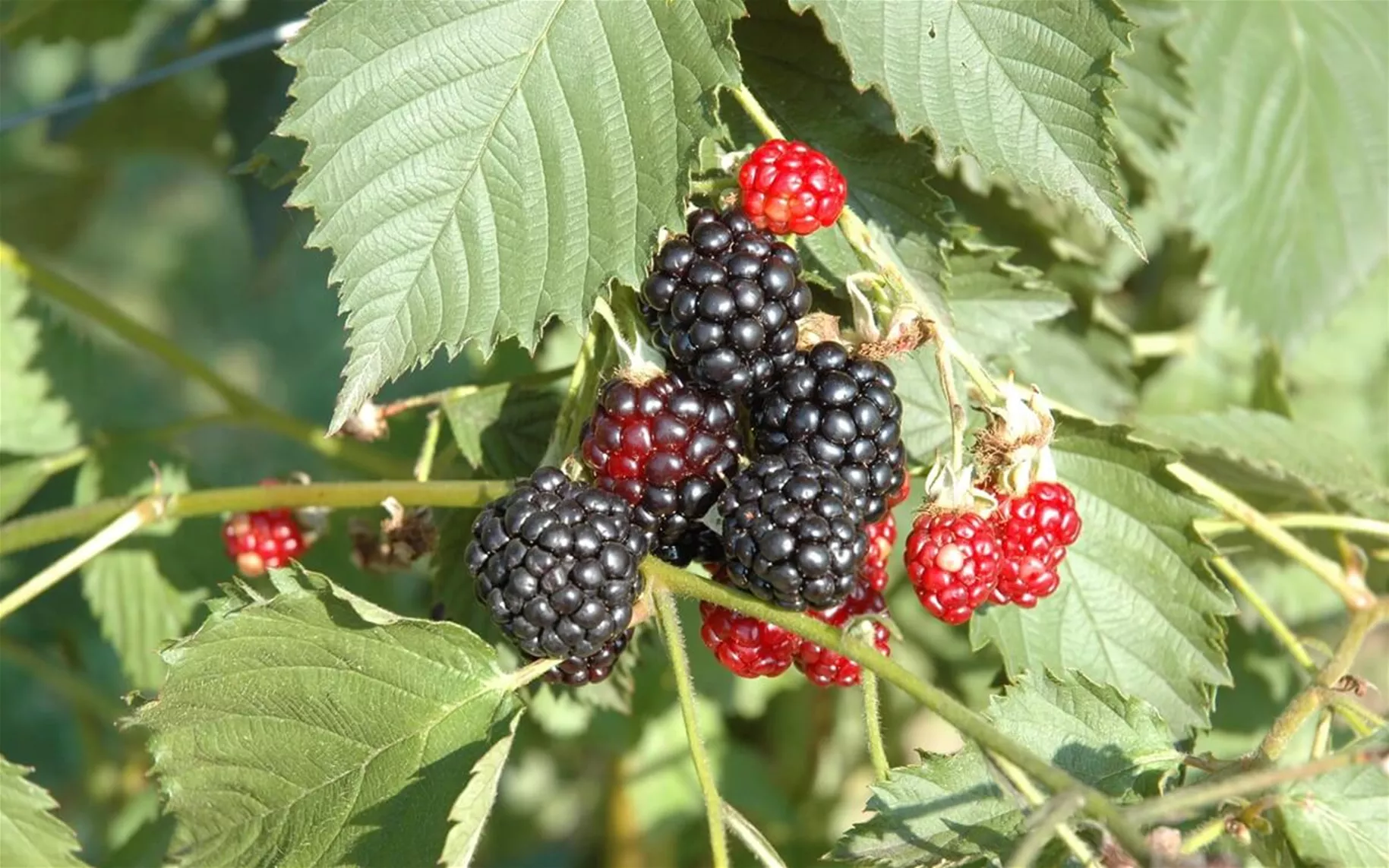 schnellwachsende Brombeer-Hecke