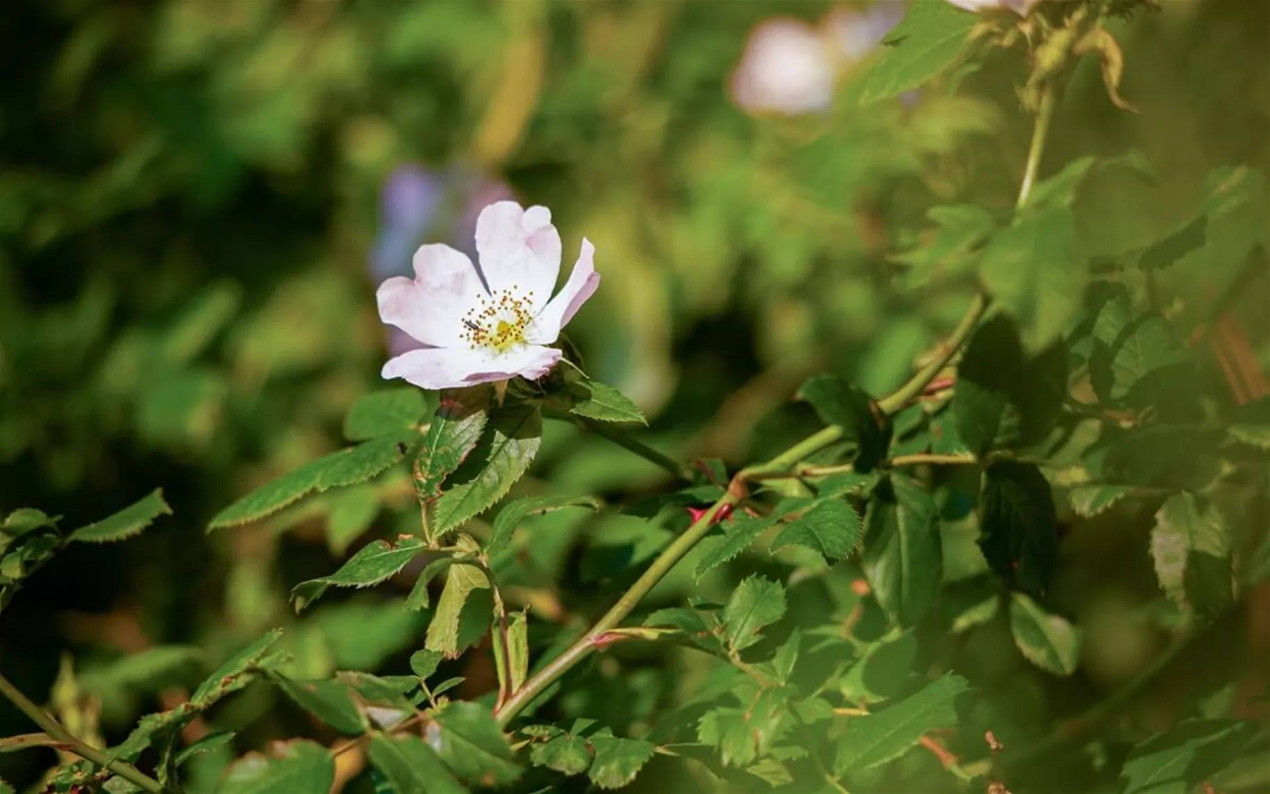 Schnellwachsende Hecke mit Hundsrose