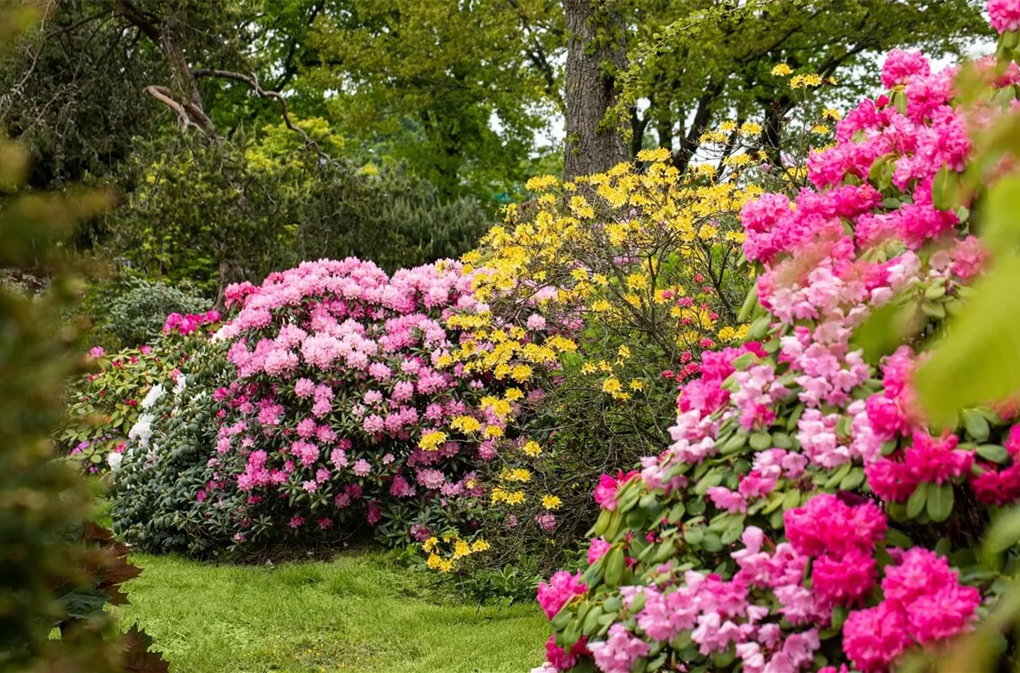 Bunte und blühende Hecken: 12 blühende Heckenpflanzen für den Garten
