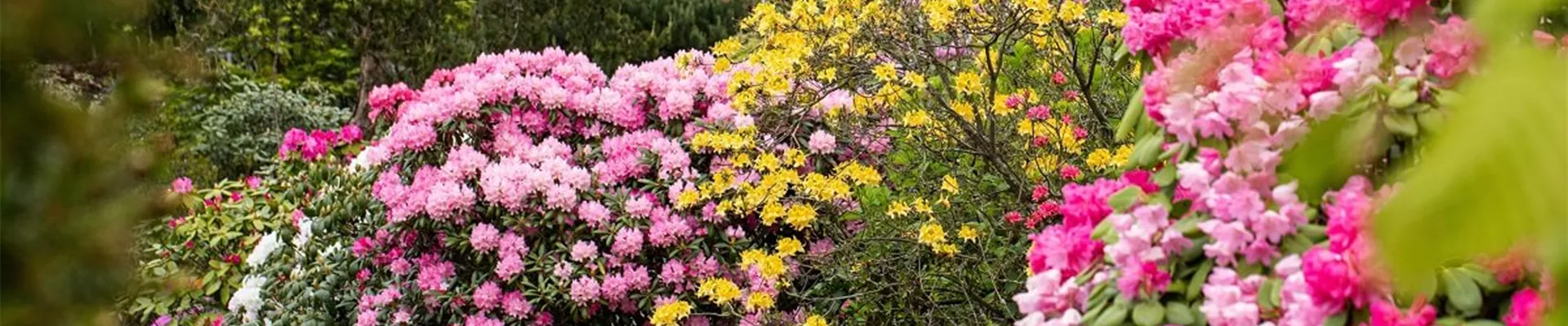 Bluehende-Heckenpflanzen.jpg Bluehende-Heckenpflanzen.jpg