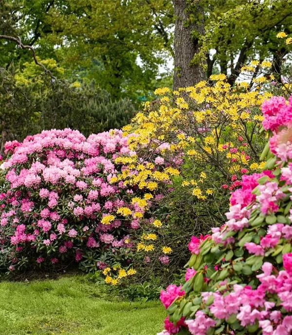Bunte und blühende Hecken: 12 blühende Heckenpflanzen für den Garten