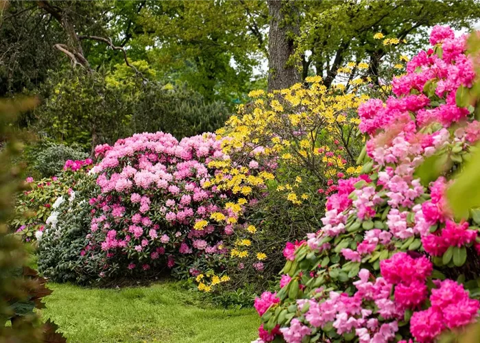 Bunte und blühende Hecken: 12 blühende Heckenpflanzen für den Garten Bunte und blühende Hecken: 12 blühende Heckenpflanzen für den Garten