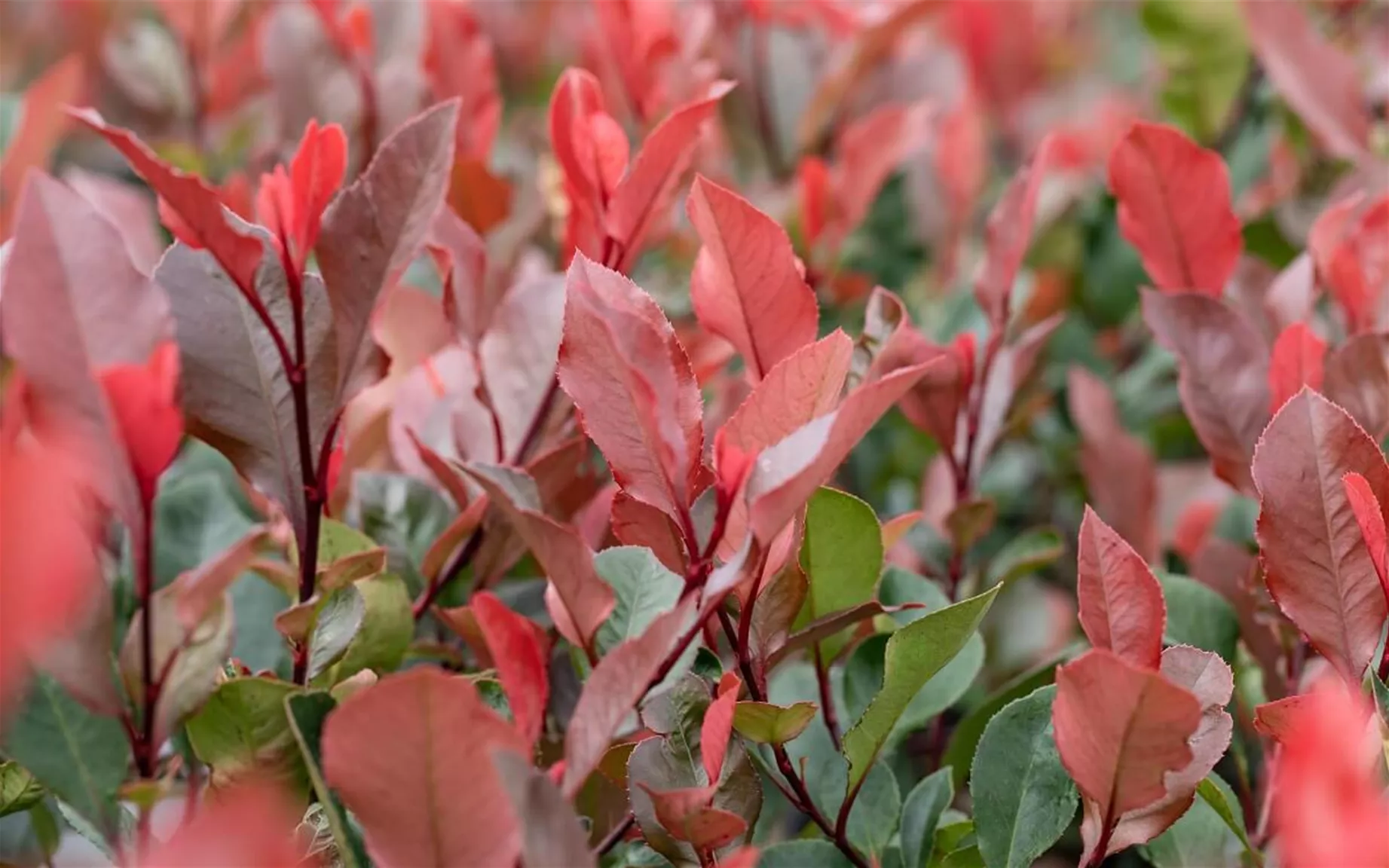 Glanzmispel als blühende und schnellwachsende Hecke