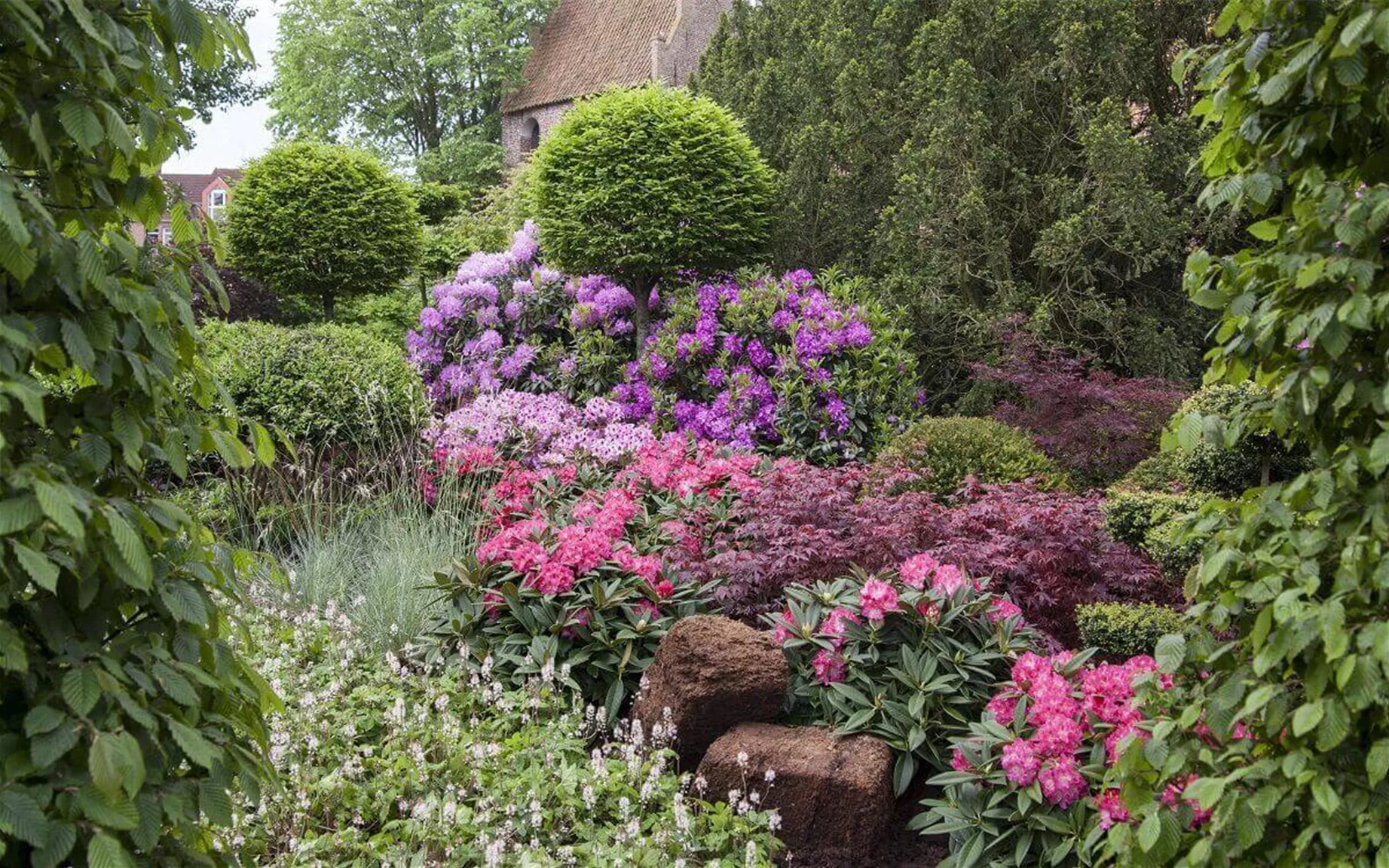 Rhododendron in bunter Hecke