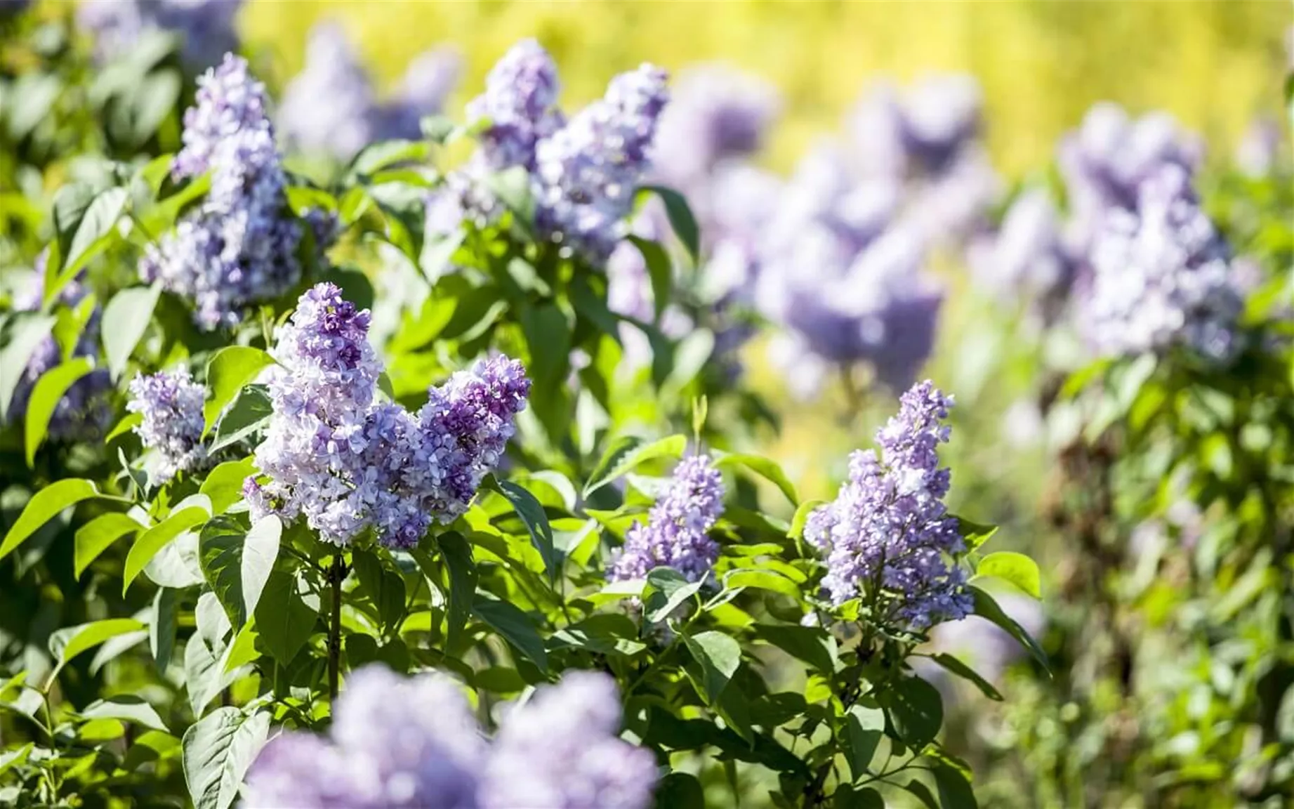 Garten-Flieder als Blühhecke