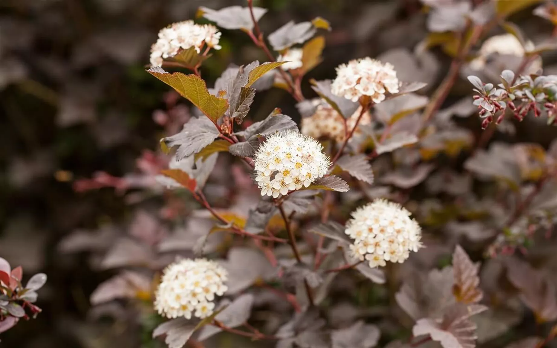 Blasenspiere als blühende und schnellwachsende Hecke