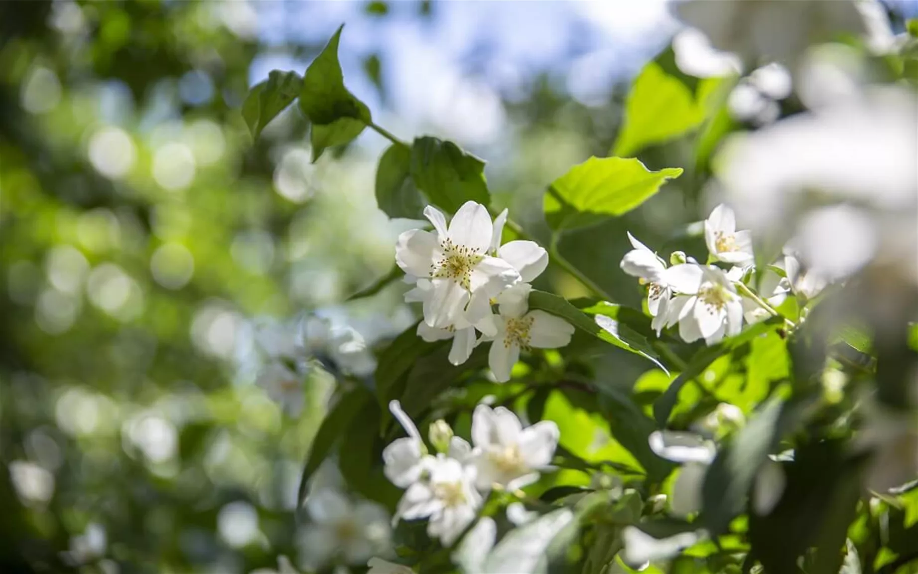 Blühende Pfeifenstrauch-Hecke