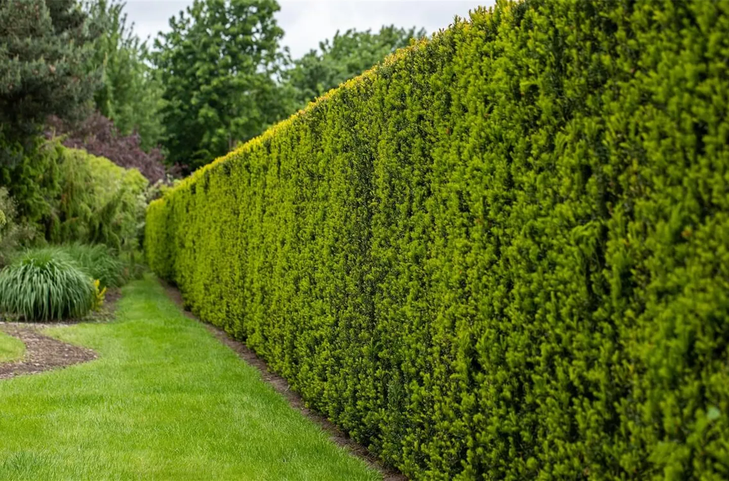 12 beliebte Sichtschutz-Hecken für mehr Privatsphäre im Garten