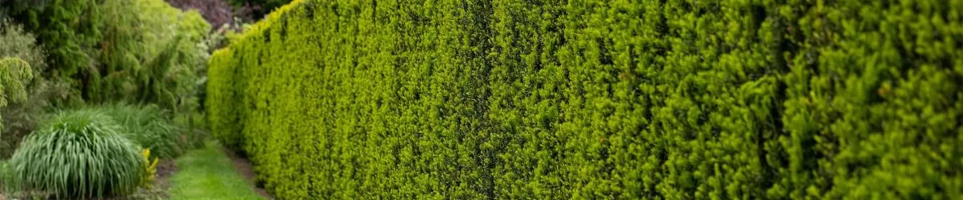 Sichtschutz-Hecken-Pflanzen