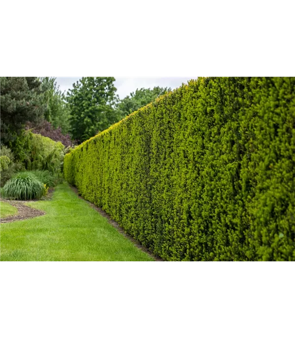 12 beliebte Sichtschutz-Hecken für mehr Privatsphäre im Garten 12 beliebte Sichtschutz-Hecken für mehr Privatsphäre im Garten