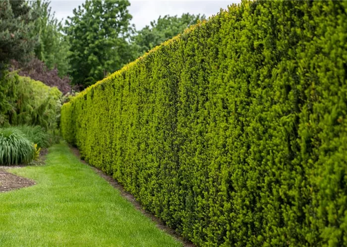 12 beliebte Sichtschutz-Hecken für mehr Privatsphäre im Garten 12 beliebte Sichtschutz-Hecken für mehr Privatsphäre im Garten
