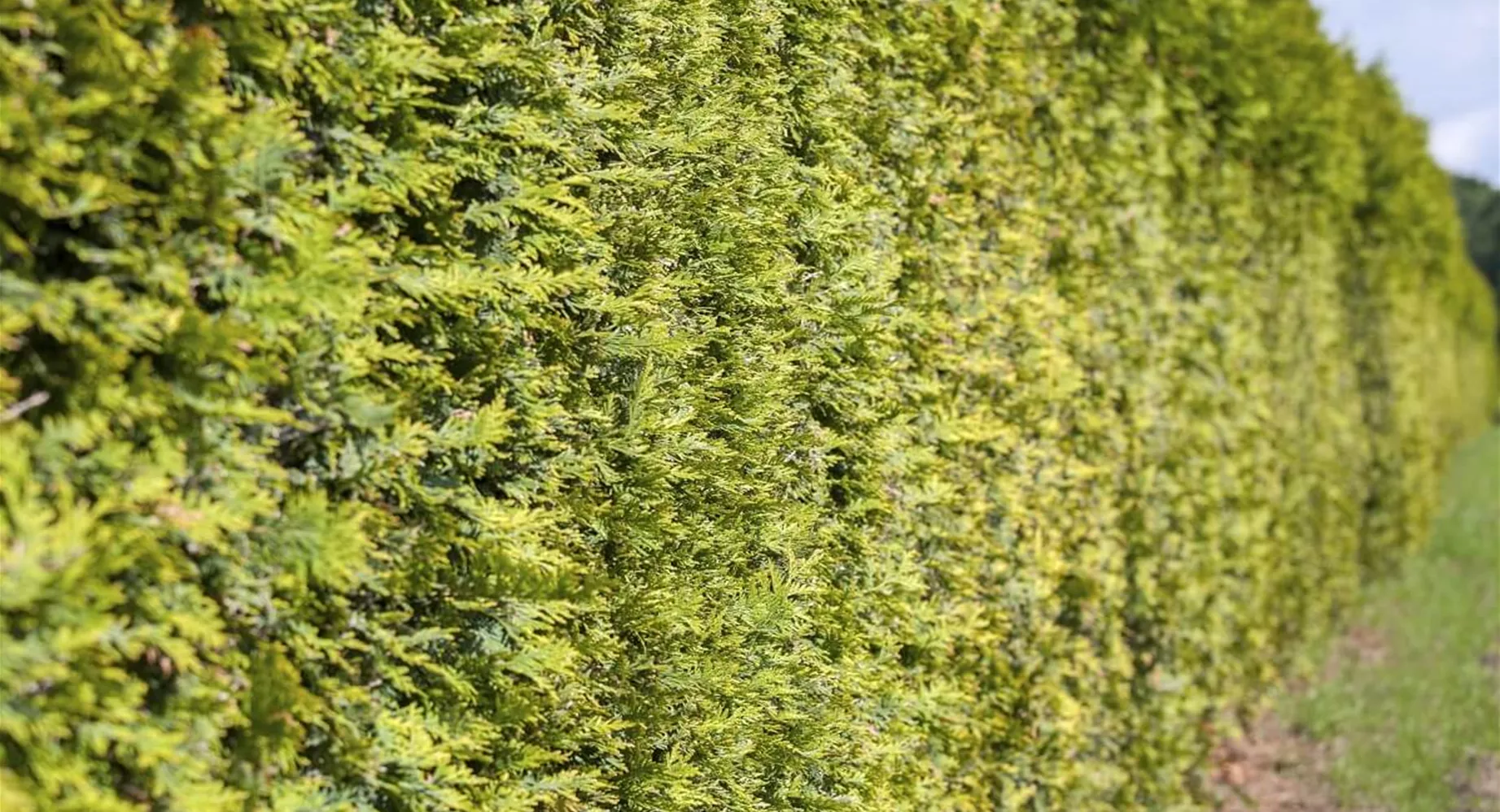 Thuja als Heckenpflanze mit Sichtschutz