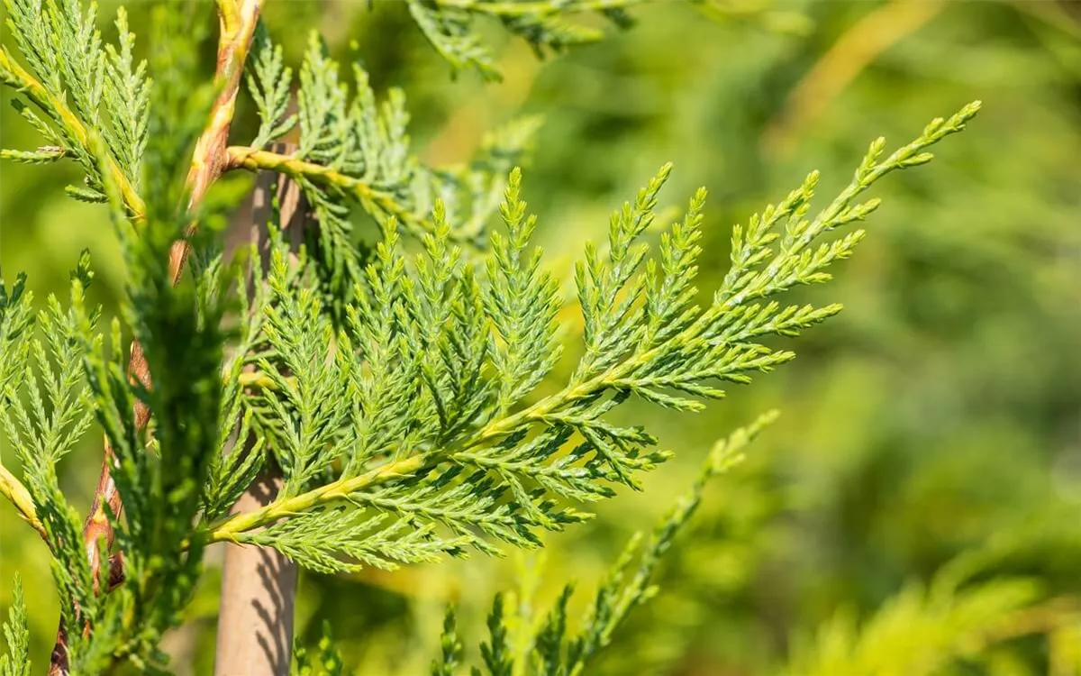 Leyland-Zypresse als Sichtschutzhecke
