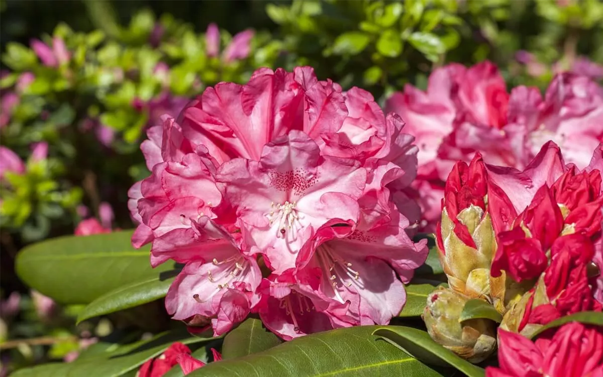 Moderne Sichtschutzhecke mit Rhododendron