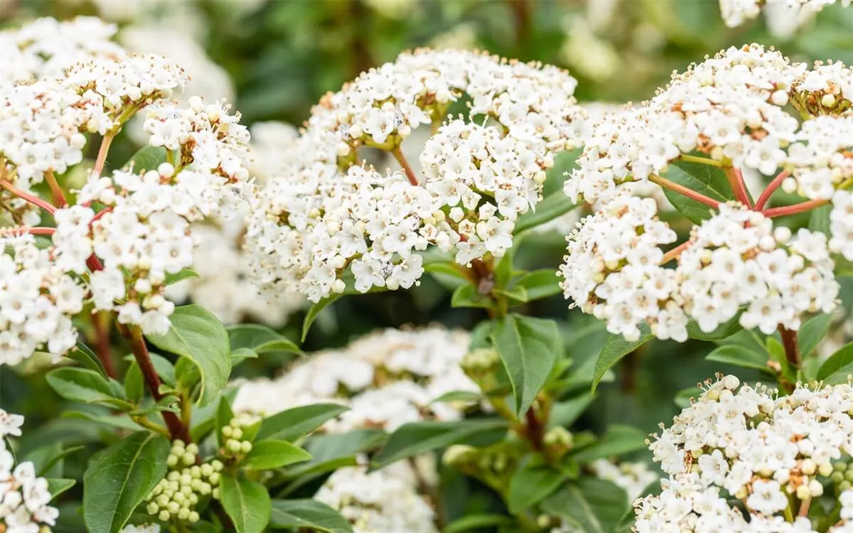 Immergrüner Schneeball als Sichtschutz-Hecke