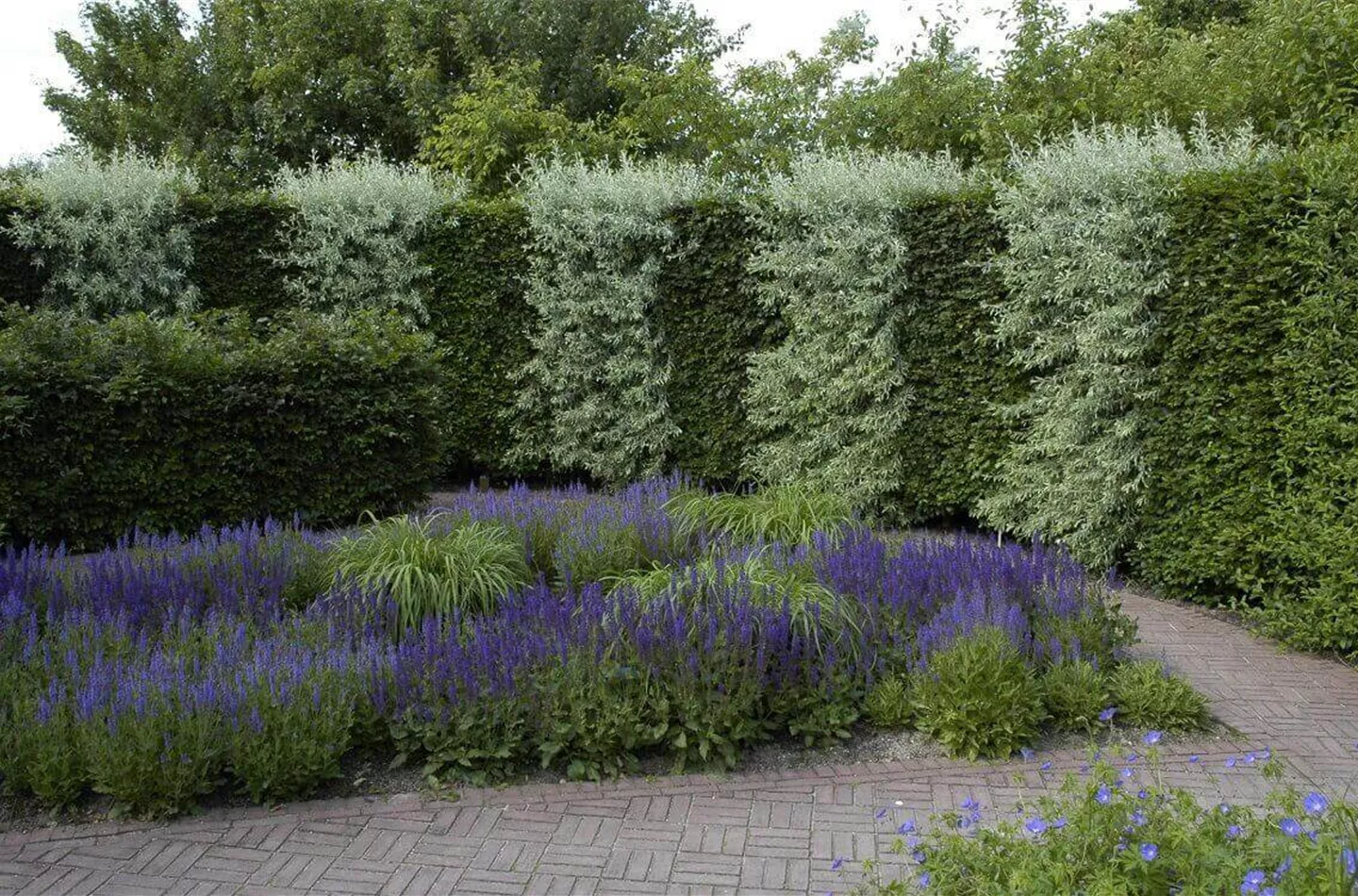 Heckenarten für jeden Garten: 15 beliebte Nadel-, Laub- und Blühhecken