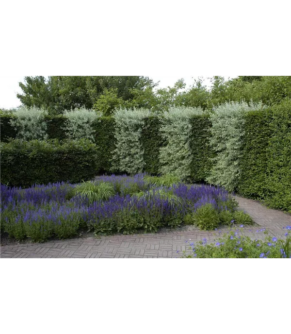 15 beliebte Heckenarten für jeden Garten 15 beliebte Heckenarten für jeden Garten