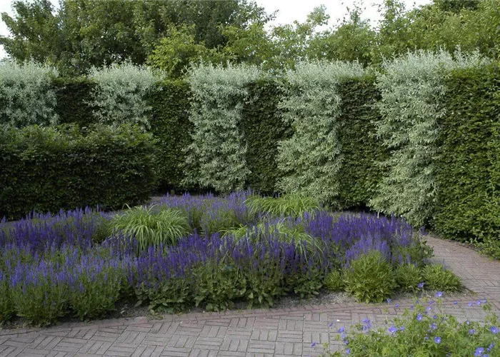 Heckenarten für jeden Garten: 15 beliebte Nadel-, Laub- und Blühhecken Heckenarten für jeden Garten: 15 beliebte Nadel-, Laub- und Blühhecken
