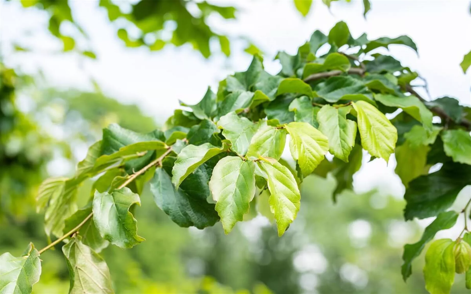 Eisenholzbaum als moderne Hecken-Art