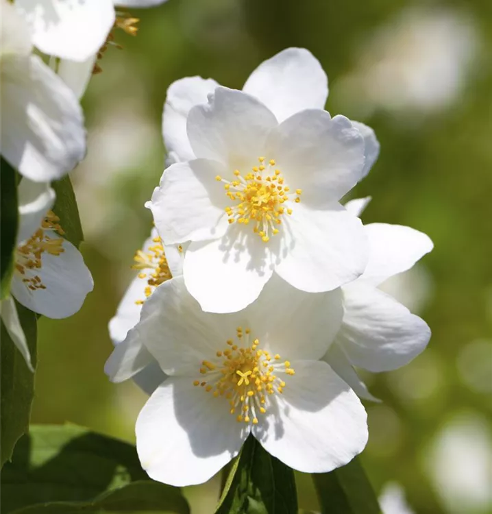 Pfeifenstrauch - Philadelphus (Maculatus Gruppe) 'Belle Etoile'