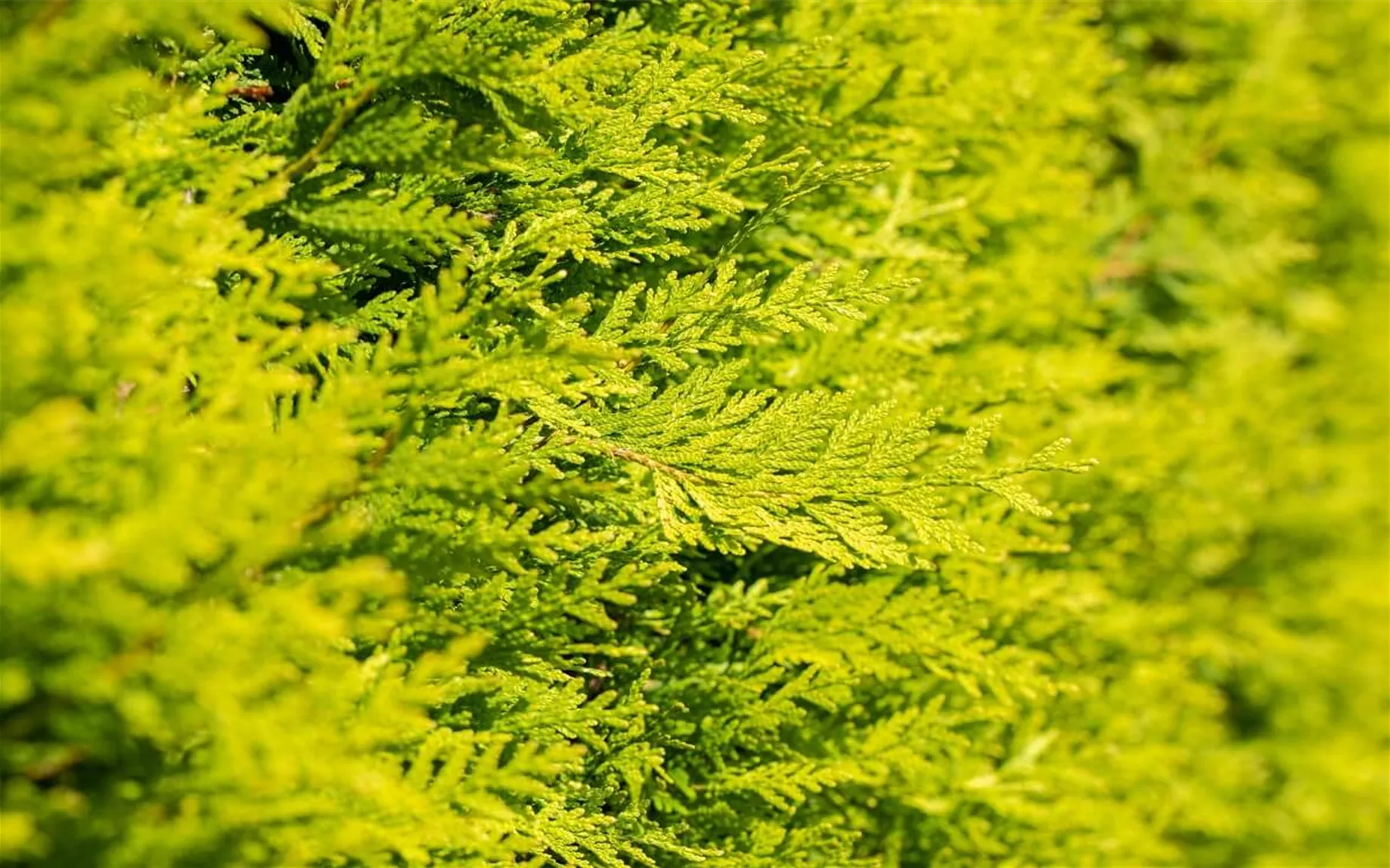 Thuja als Nadel-Hecken-Art