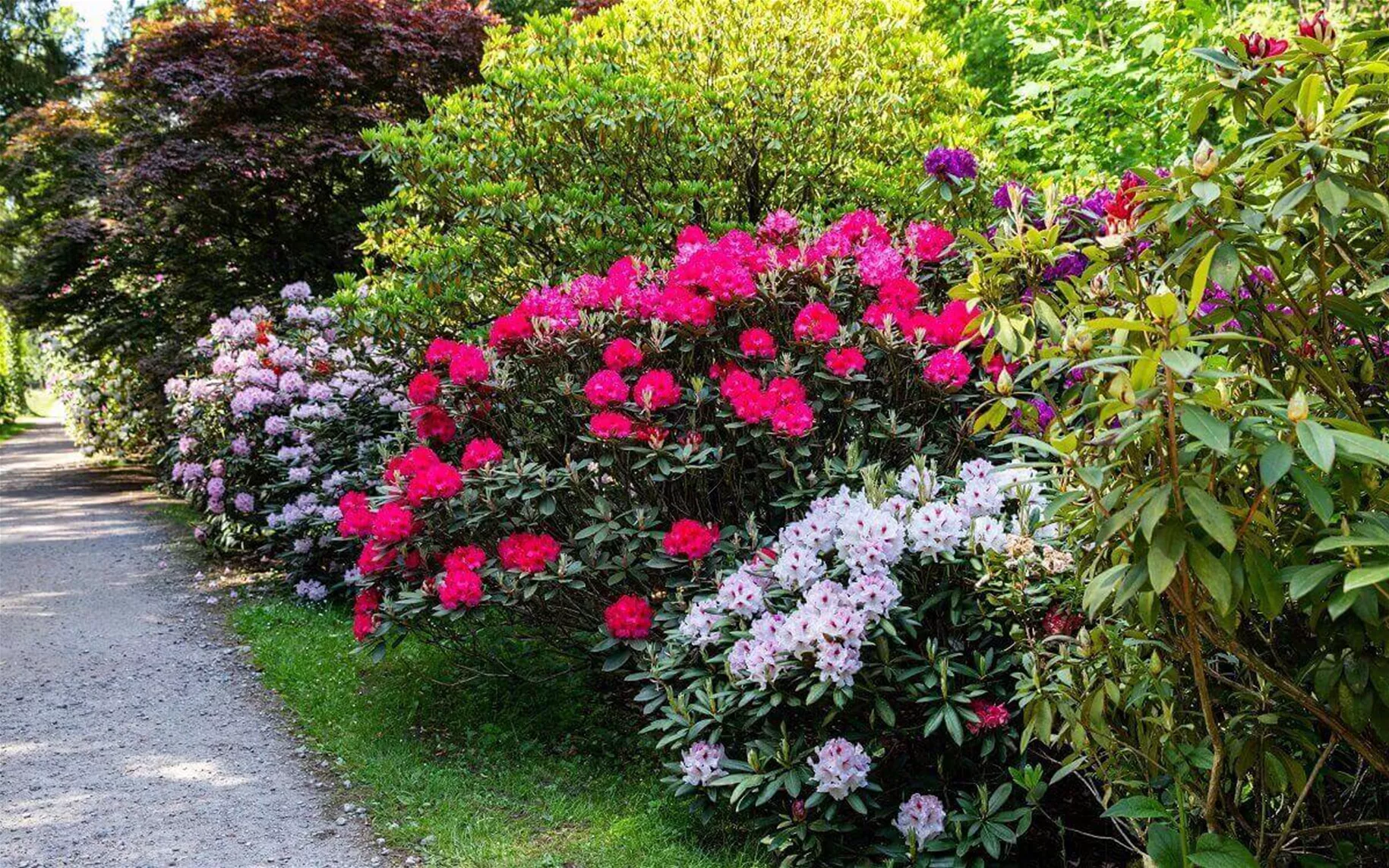 Rhododendroh-bluehende-Hecken-Art.jpg