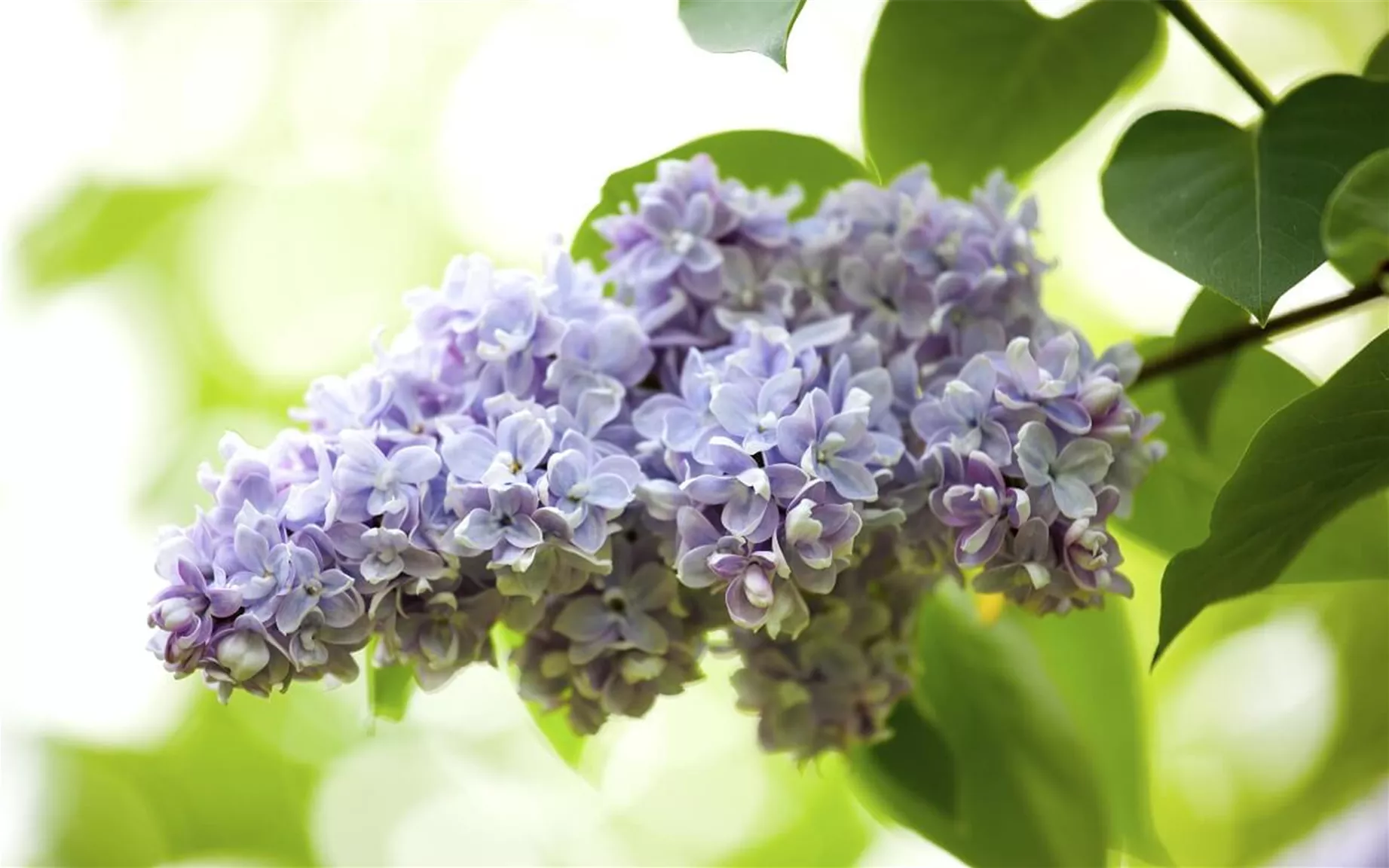 Gartenflieder als blühende Heckenart