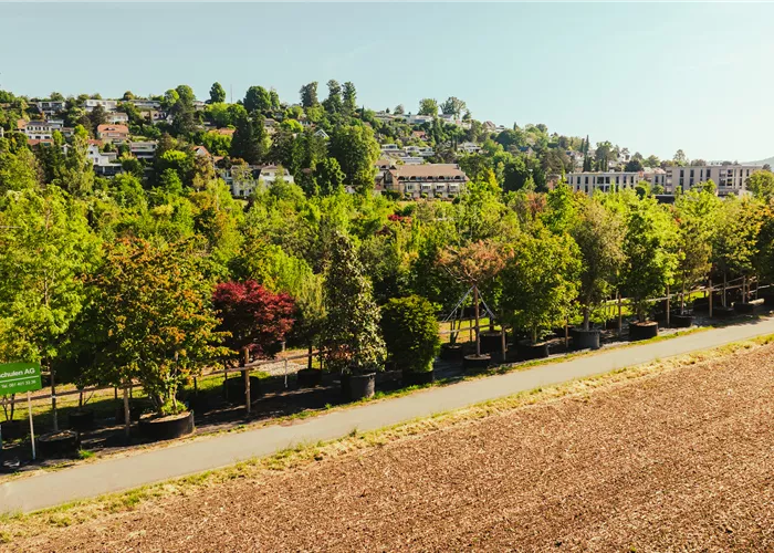 Bauer Baumschulen AG Charakterpflanzen Reinach