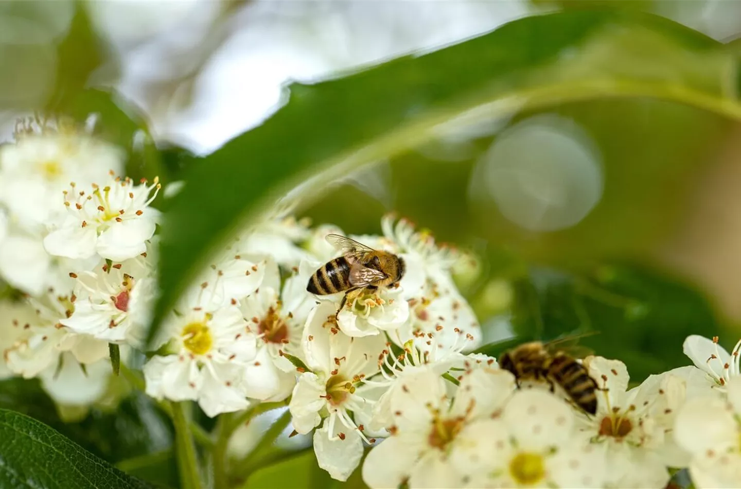 Bienenfreundliche Hecken: Insektenparadies und Sichtschutz