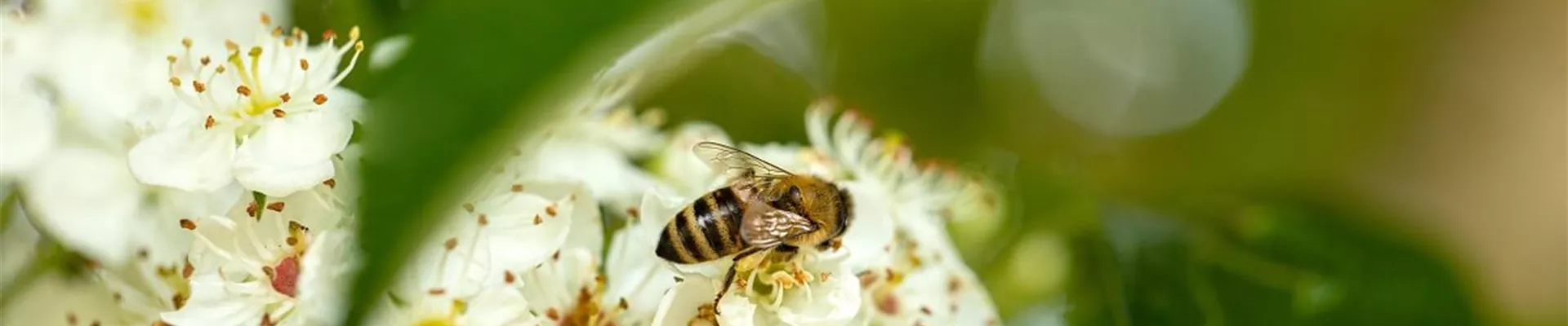 Bienenfreundliche-Hecke-Pflanzenideen