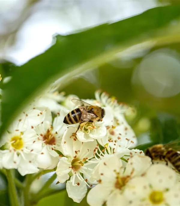 Bienenfreundliche Hecken: Insektenparadies und Sichtschutz Bienenfreundliche Hecken: Insektenparadies und Sichtschutz