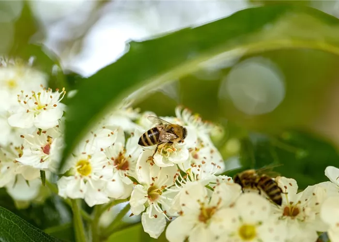 Bienenfreundliche Hecken: Insektenparadies und Sichtschutz Bienenfreundliche Hecken: Insektenparadies und Sichtschutz