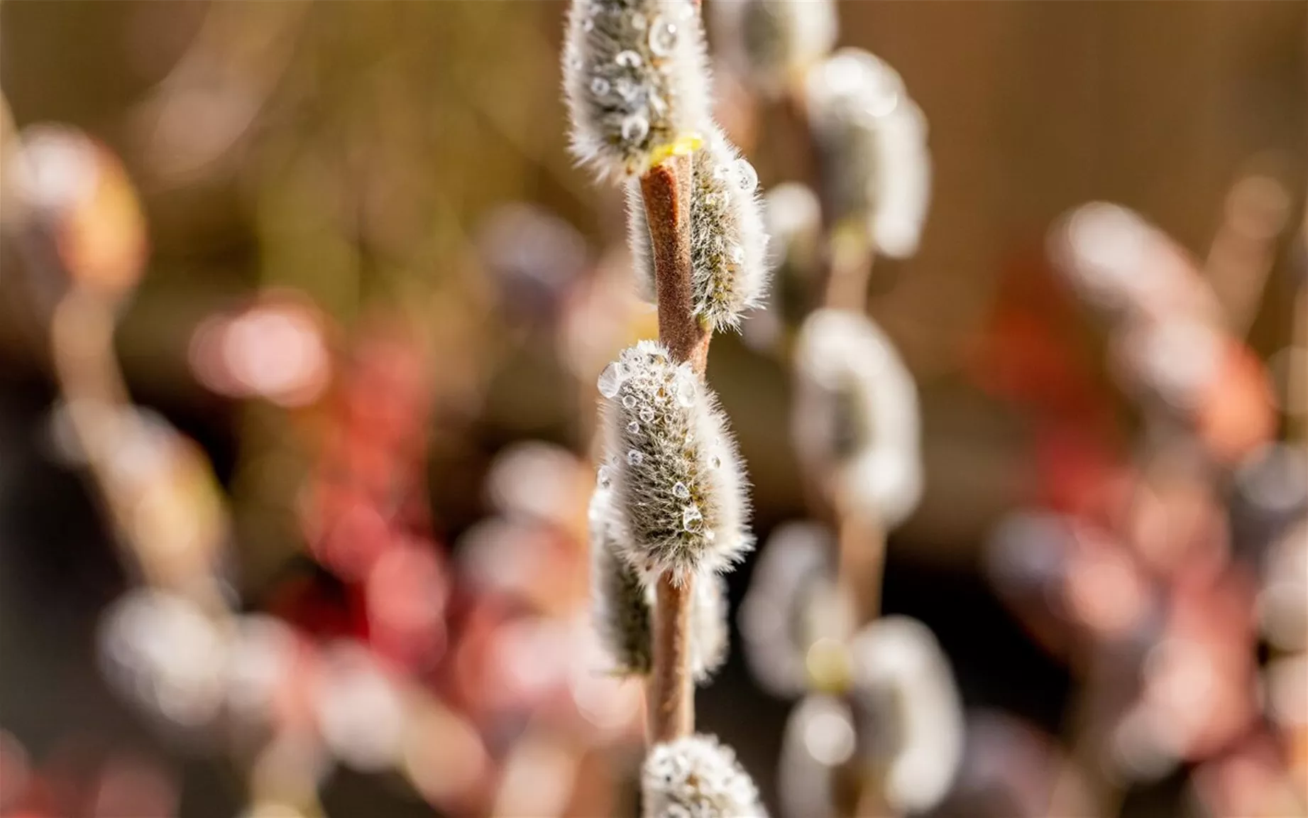 Bienenfreundliche Hecke Salix caprea.jpg