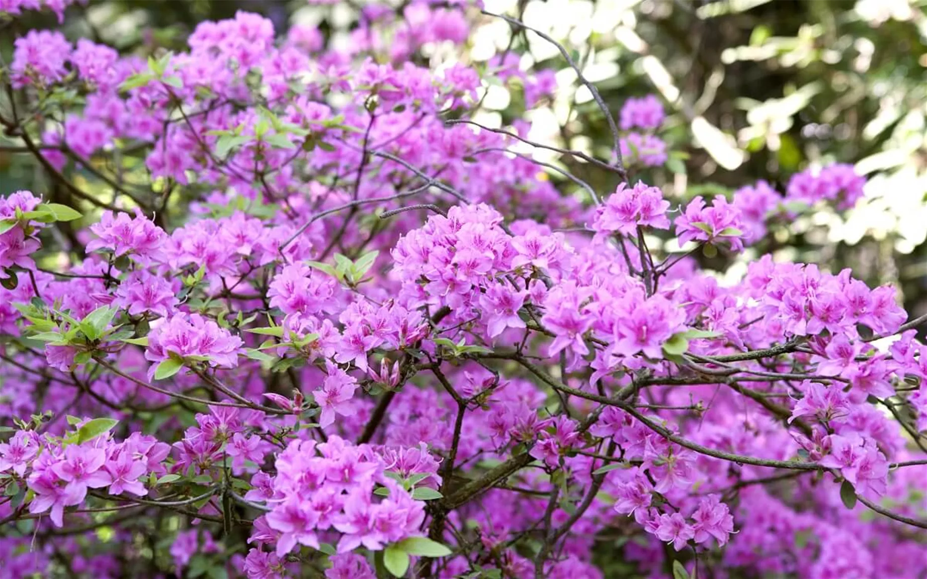 Immergrüne, bienenfreundliche Hecke Rhododendron praecox.jpg