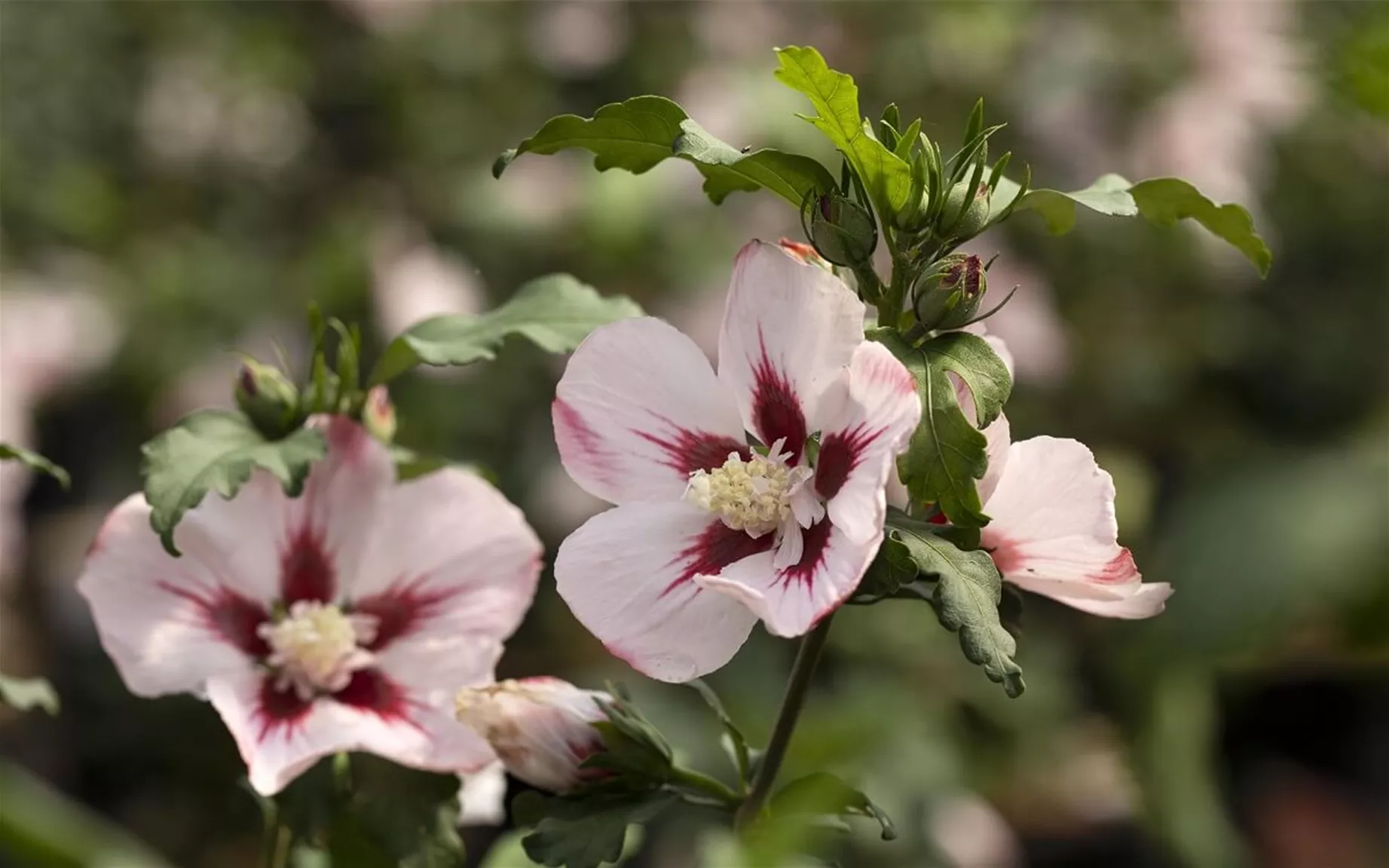 Heckenpflanzen bienenfreundlich: Hibiscus syriacus.jpg