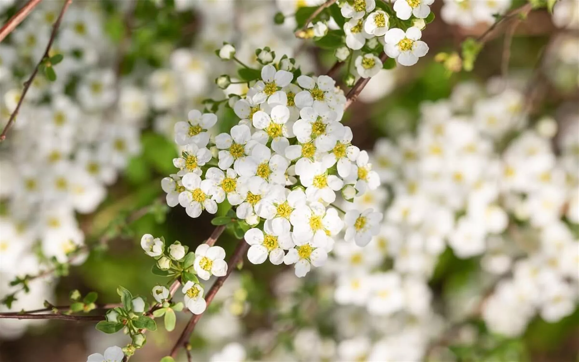 Bienenfreundliche Hecke mit Sichtschutz Spiraea vanhouttei.jpg