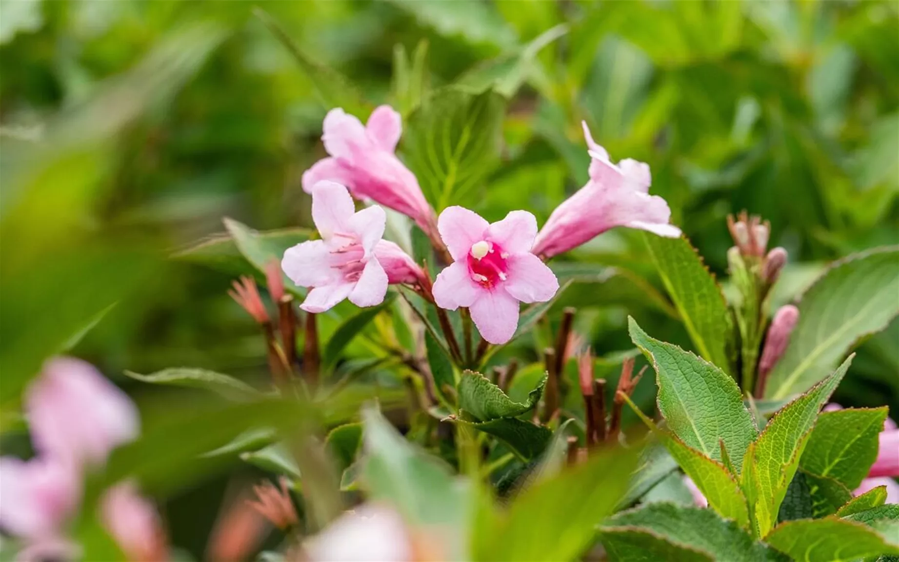 Blühende und bienenfreundliche Hecke Weigela florida.jpg