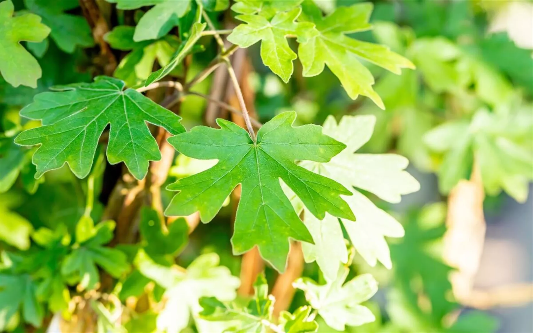 Bienenfreundliche Sichtschutz Hecke mit Acer campestre.jpg